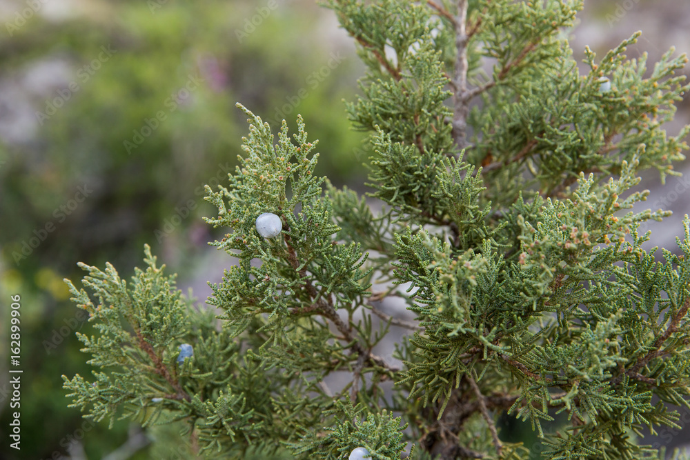 Fototapeta premium Juniper, North Khorasan, Iran