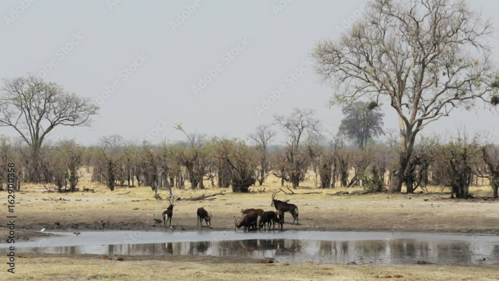 beautiful sable antelope in very hot day with air curtains on waterhole, Hwange national Park, Zimbabwe. Africa safari wildlife photography