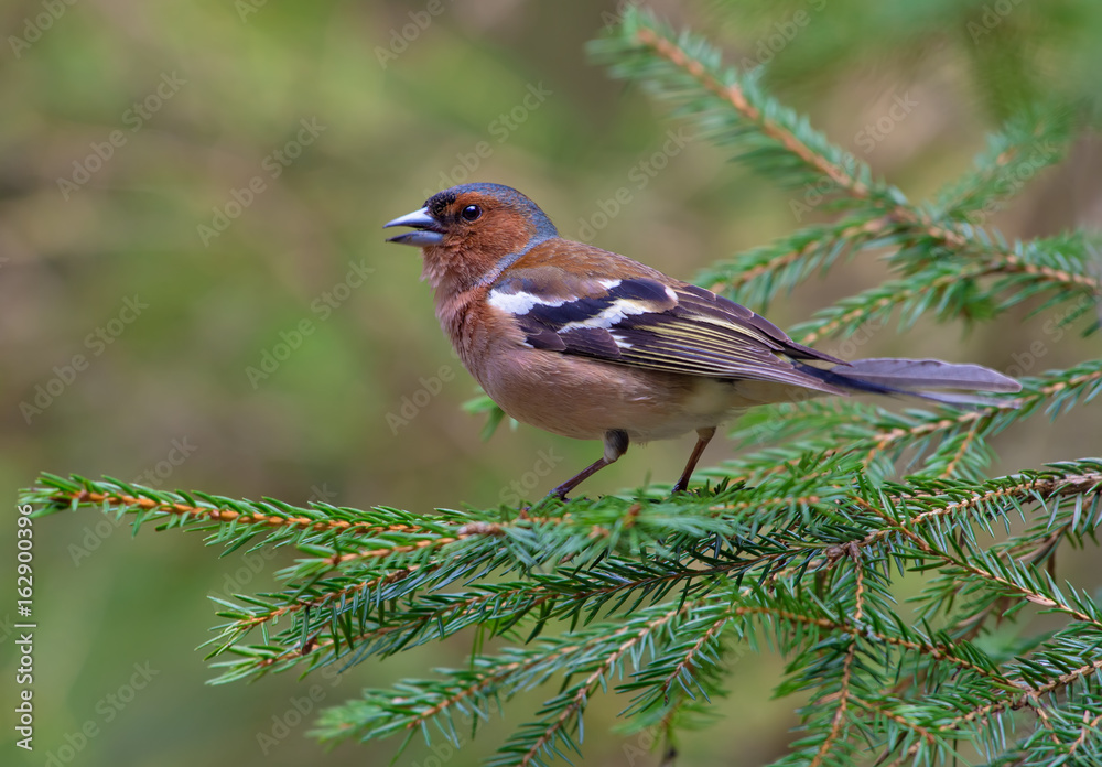 Common Chaffinch fully posing on a green fir branch in a forest Common Chaffinch fully posing on a green fir branch in a forest