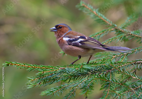 Common Chaffinch fully posing on a green fir branch in a forest © NickVorobey.com