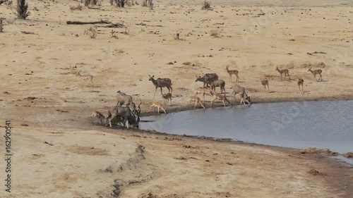 unsuccessful crocodile attack on antelope kudu and Impala, Hwange national park, Matabeleland, North Zimbabwe. Wildlife safari