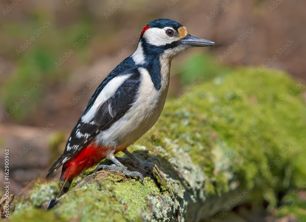 Male Great spotted woodpecker looks curious on a mossy stump Male Great spotted woodpecker looks curious on a mossy stump