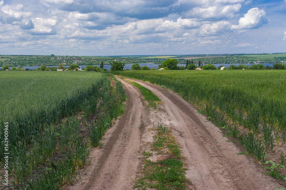 Earth road between unripe wheat fields leading to Pershe Travnia village in central Ukraine