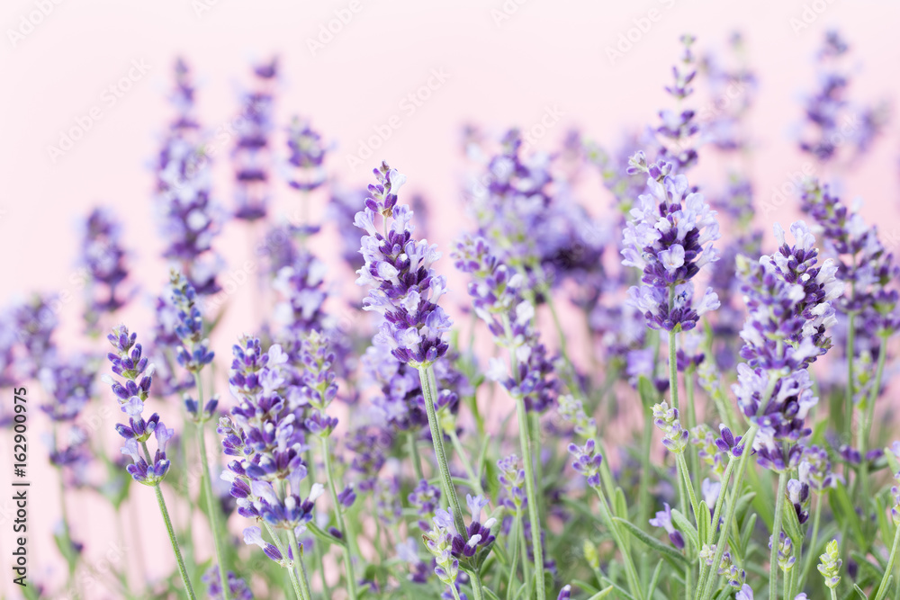 Lavender flowers.