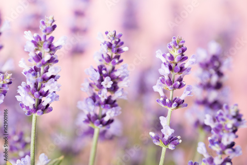 Fototapeta Naklejka Na Ścianę i Meble -  Lavender flowers.