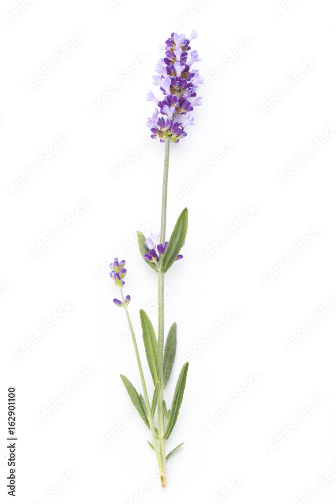 Naklejka premium Lavender flowers.