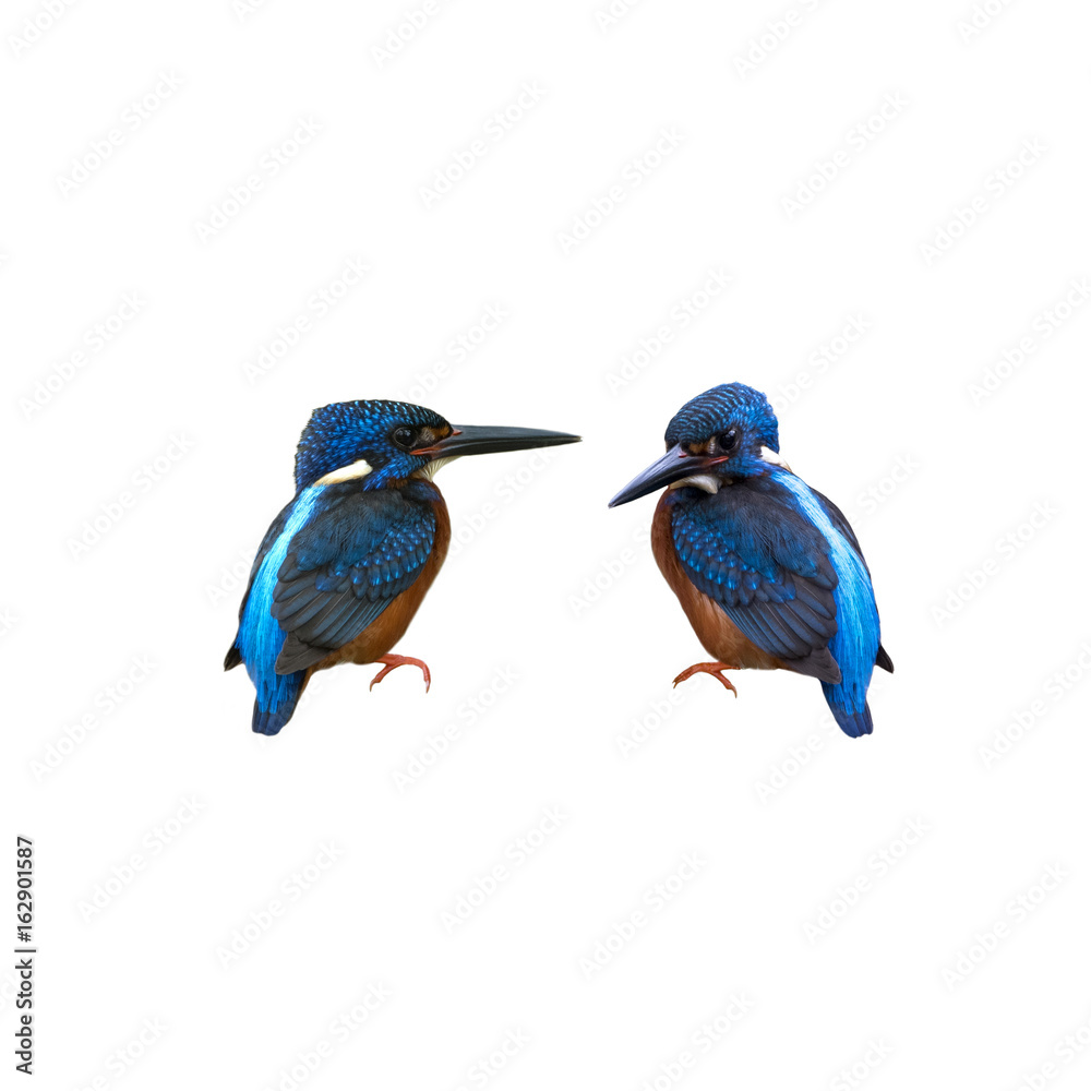 Blue-eared kingfisher isolated on white background Blue-eared kingfisher isolated on white background