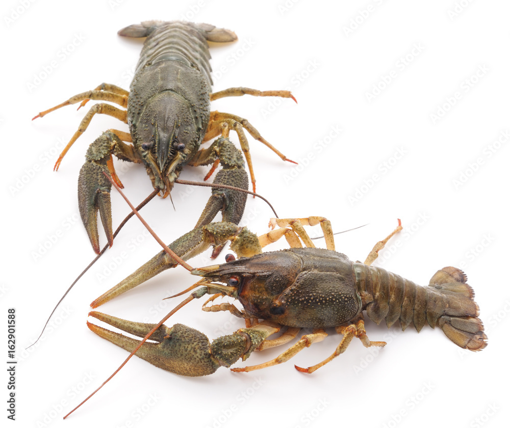 Two crayfishes. Two crayfishes.