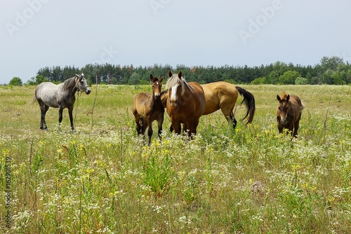 табун лошадей в цветущем поле в летний день