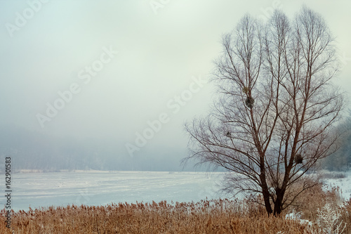 Wallpaper Mural winter landscape lone tree in a snowy field foggy overcast day Torontodigital.ca