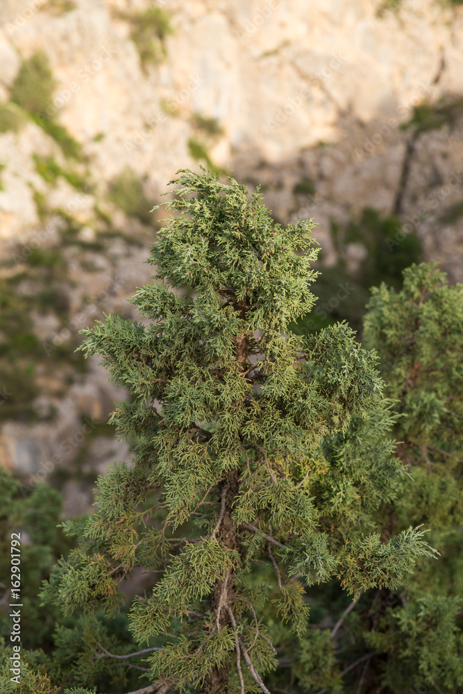 Obraz premium Juniper, North Khorasan, Iran