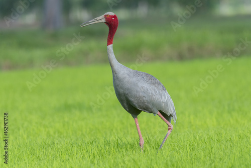 Beautiful bird in nature  sarus crane