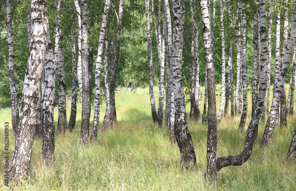 Fototapeta premium Beautiful white birches in summer in birch grove