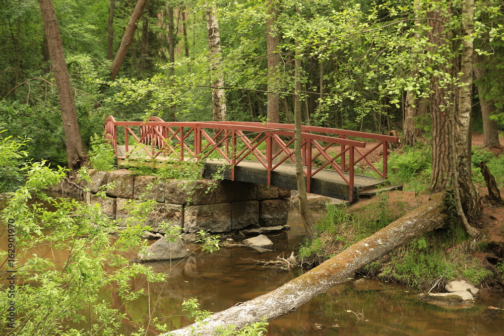 Bridge in the forest