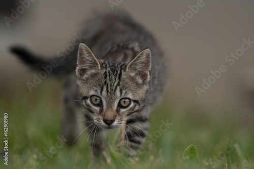 Wallpaper Mural chaton ; chat Torontodigital.ca