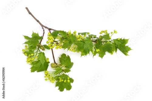 Branch of a blossoming maple on a white background