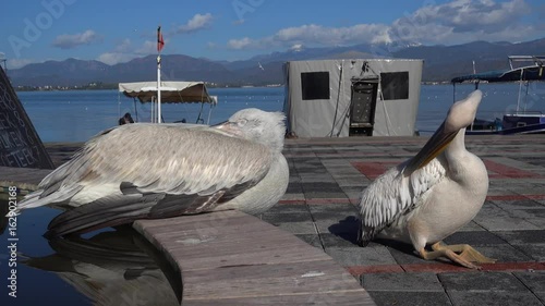 4K Couple of pelicans in the harbor, one is sleeping while the other is prinking photo