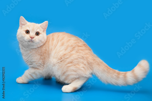 Cream kitten with a long tail on a blue background.