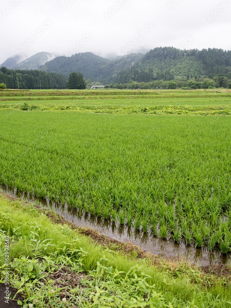 Fototapeta premium 初夏の水田風景