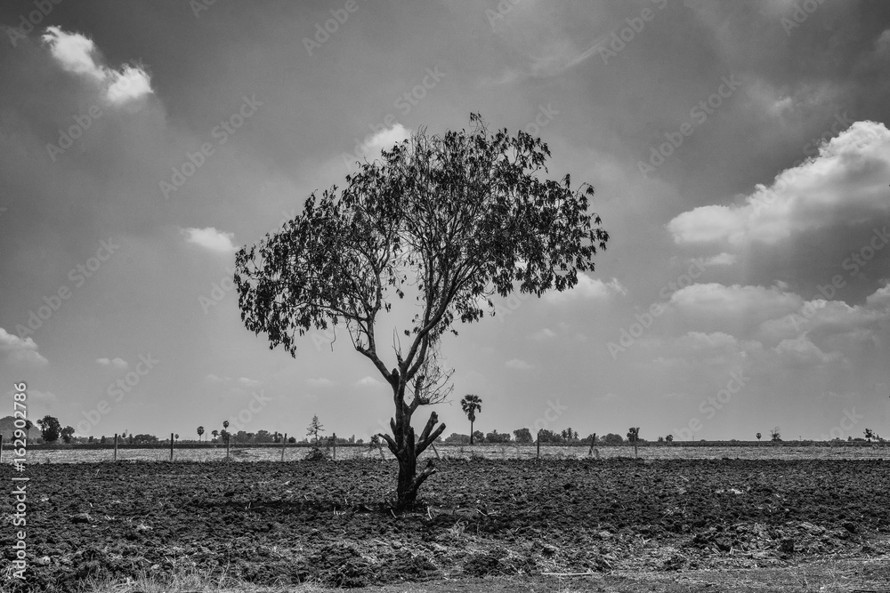 abstract dead mango tree on vintage black and white image Stock Photo |  Adobe Stock