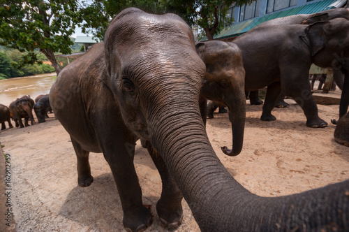 Young elephants walking after bathing in the river, Pinnawala Elephant Orphanage, Sri Lanka photo