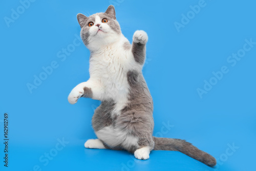 Thick bicolor british cat stands on its hind legs on a blue background. photo