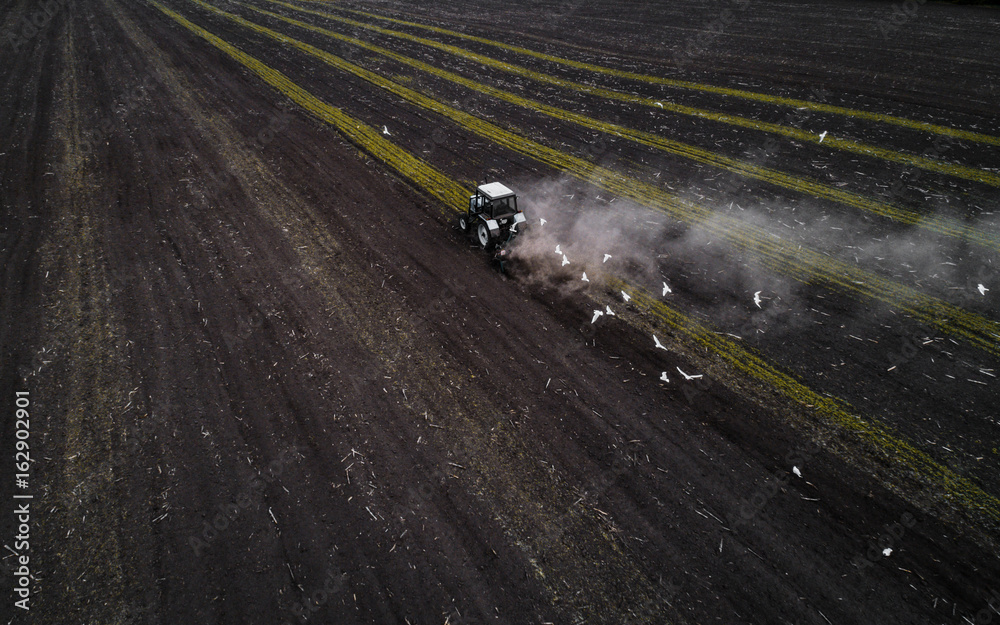 Fototapeta premium The white tractor plows the field against the backdrop of the black earth, and behind it birds fly and collect food. Aeril view. Agricultural machinery works in the field of spring planting. Plowing