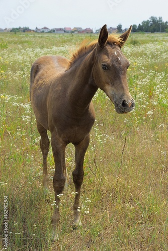 маленькая коричневая лошадь в цветущем зелёном поле