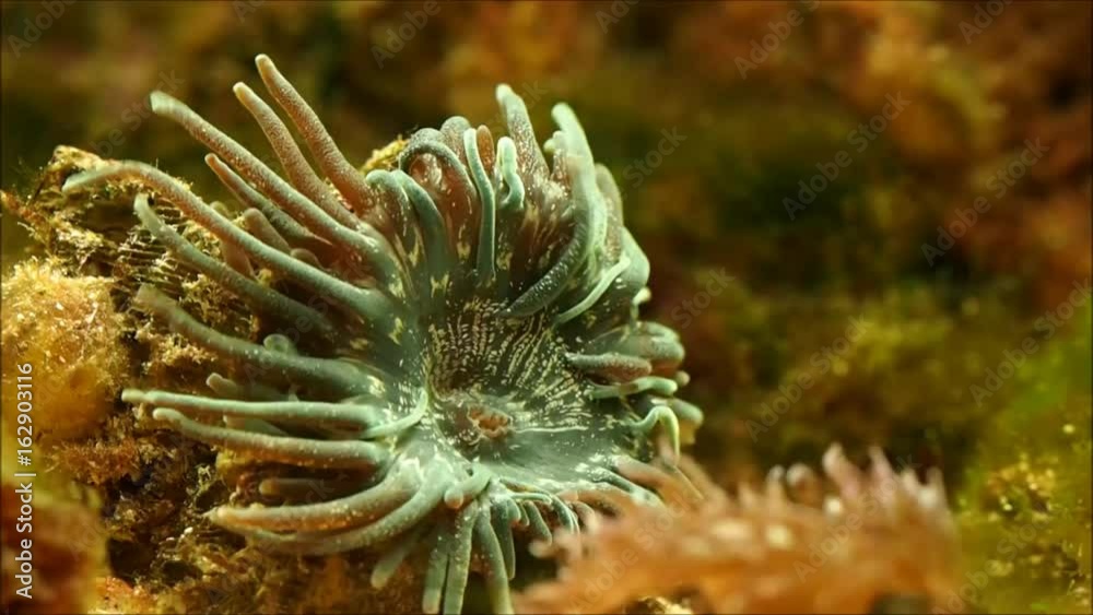 A beautiful sea anemone is fully revealed A beautiful sea anemone is fully revealed