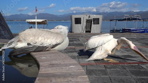 4K Couple of pelicans in the harbor, one is scratching its neck with its foot, the other is sleeping photo