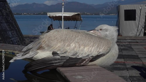 4K Pelican taking a nap at harbor, a boat with fisherman in the background photo