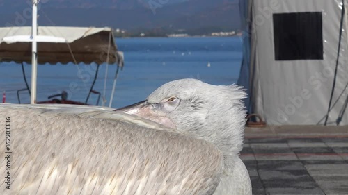 4K Drowsy pelican opens and closes its eye in the harbor photo
