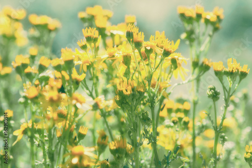 Summer meadow, grass field with yellow flowers, nature background concept, soft focus, warm pastel tones