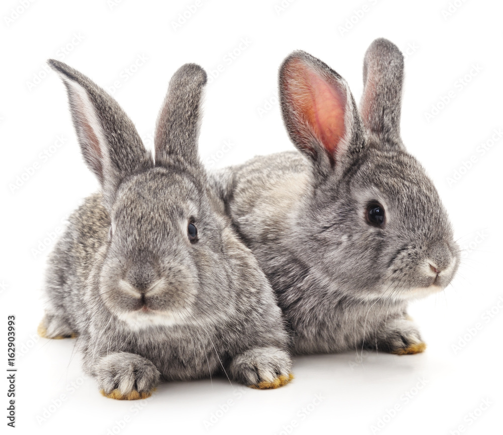 Two gray rabbits. Two gray rabbits.