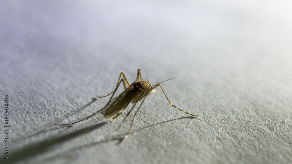 Mosquito in the dark Mosquito in the dark