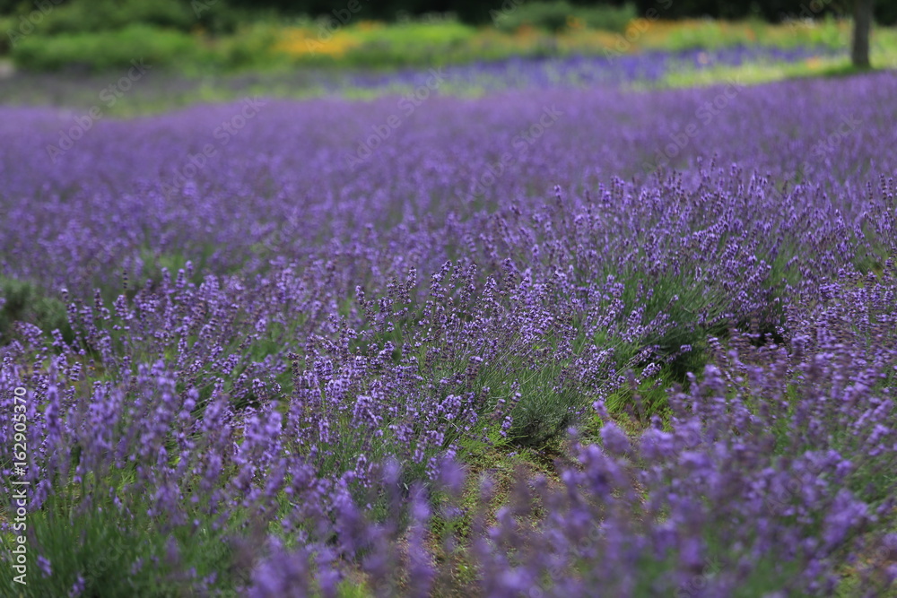 Fototapeta premium 青山高原 ラベンダー畑