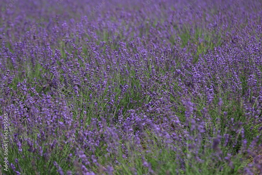 Fototapeta premium 青山高原のラベンダー畑