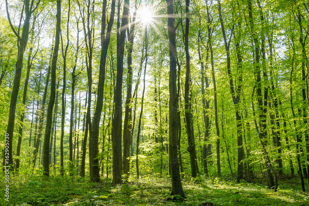 Obraz premium Słońce w lesie liściastym