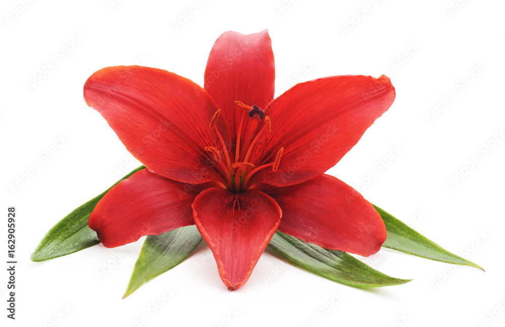 Red lily.