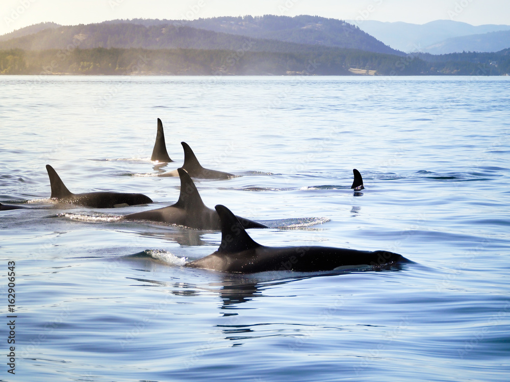 Naklejka premium Strąk orki (orki) poruszający się razem w nadmorskim krajobrazie
