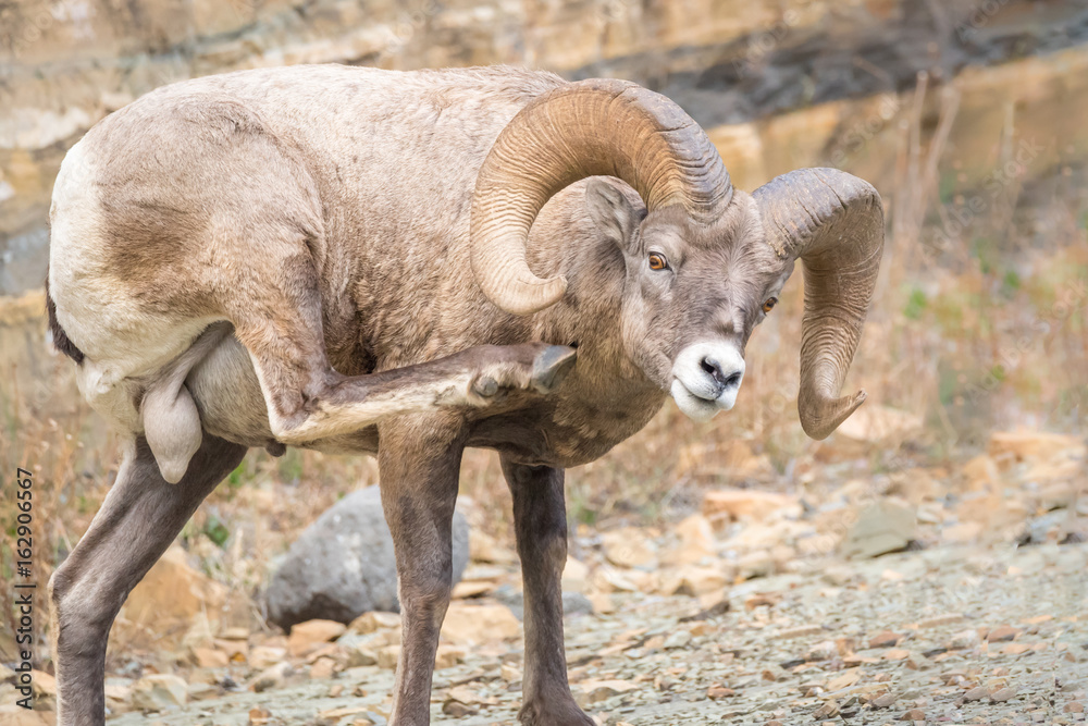 Obraz premium Bighorn sheep scratching an itch 