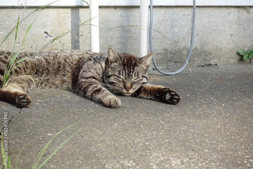 猫　昼寝　野良　アスファルト