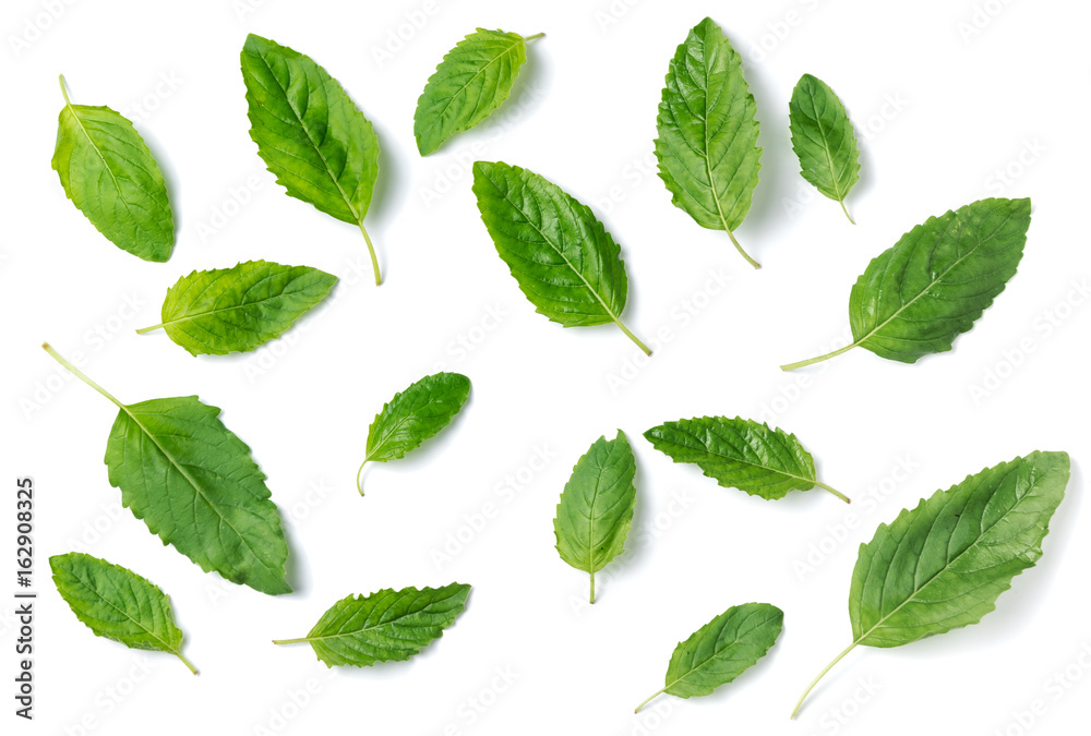 Holy basil leaf isolated on white background Holy basil leaf isolated on white background