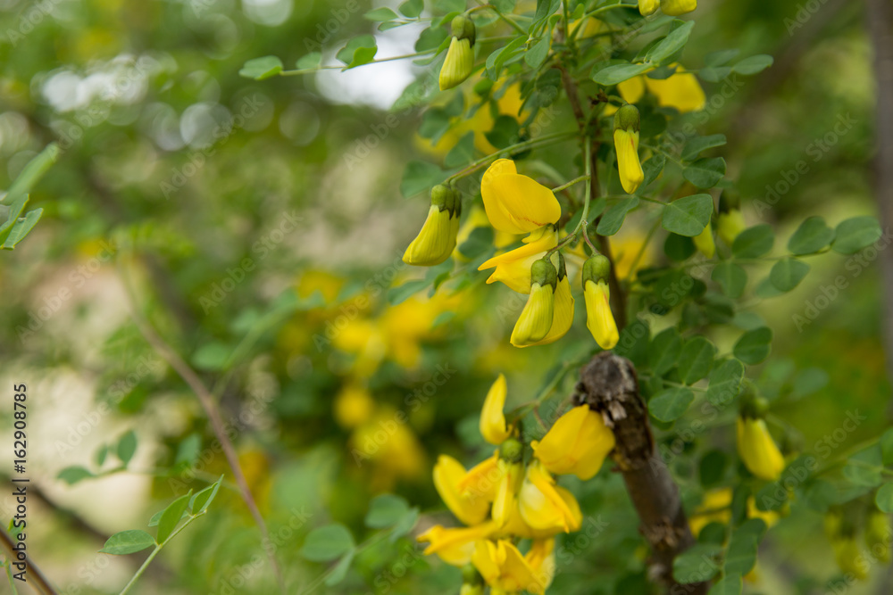 Naklejka premium Bladder-senna, North Khorasan, Iran
