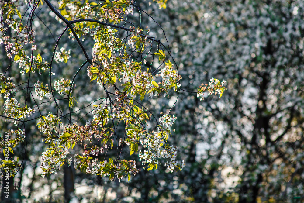 Fototapeta premium Bunches of white cherry blossoms