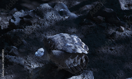 Gyps fulvus eagle