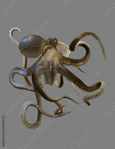 Sea octopus with tentacles.