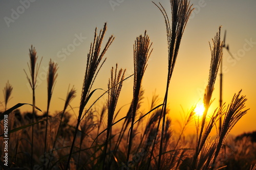 silver grass in sunset