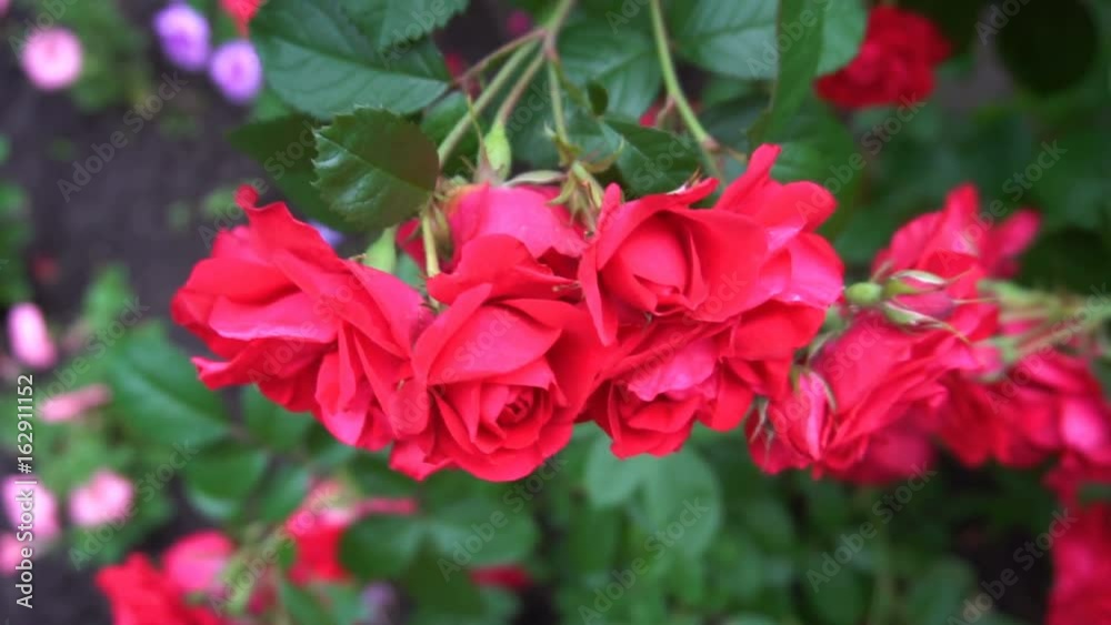 the flowers are wild roses growing in the form of an arch. the flowers are wild roses growing in the form of an arch.