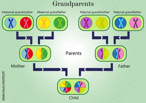 Mechanisms of inheritance. Generational sequences 